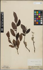 Foto von Salix lapponum L. x Salix silesiaca Willd.